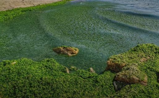 Тонове водорасли е натрупало морето в прибоя до Първа буна